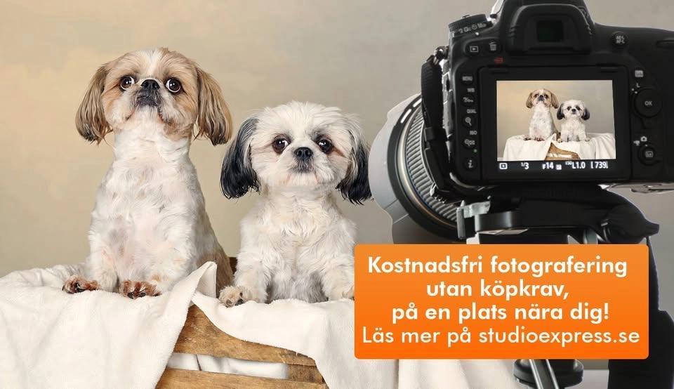 Vetzoo Kungens Kurva - Kostnadsfri djur-, barn- och familjefotografering