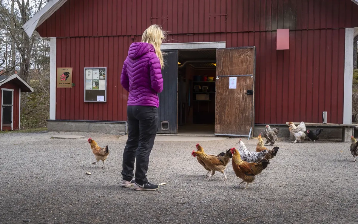 Utflykt till 4H-gård