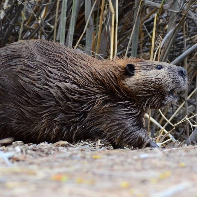 Discovery Walk: Beavers