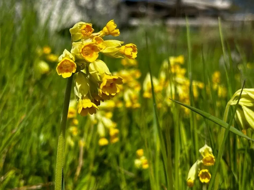 Lär dig vilda växter! Blomkurs för nybörjare