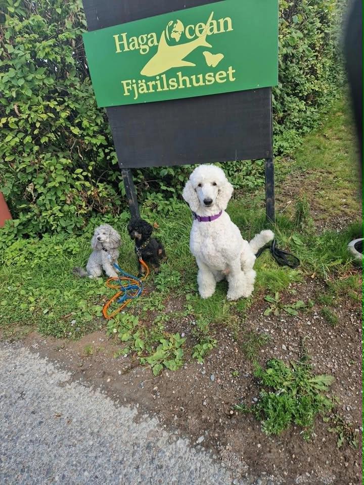 Pudelpromenad i Haga-parken