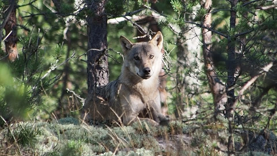 Naturliv sommarkurs - I djurens spår