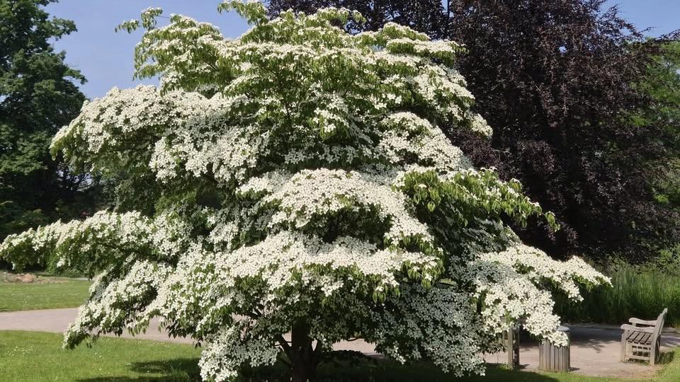 Botanischer Feierabendrundgang