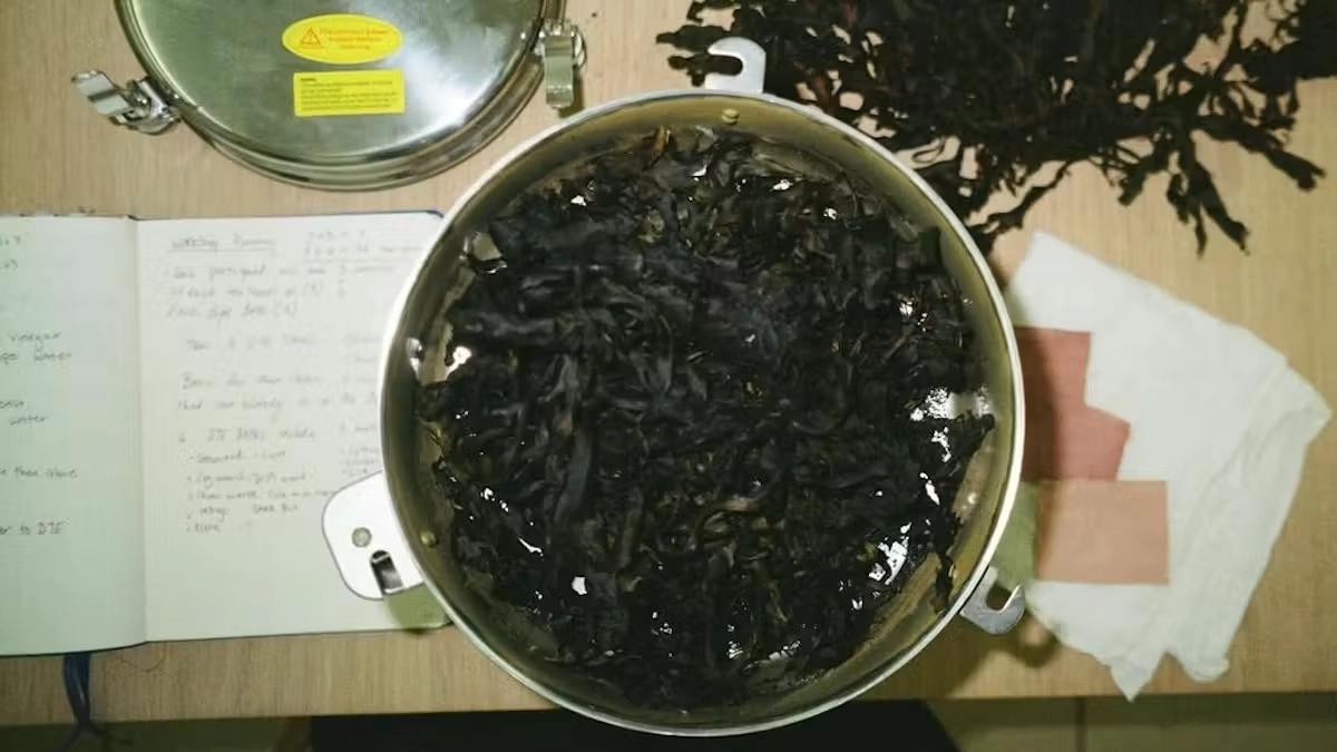 Colours of Food Waste: Seaweed Edition