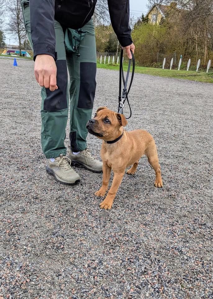 Utställningsträning i Vallentuna
