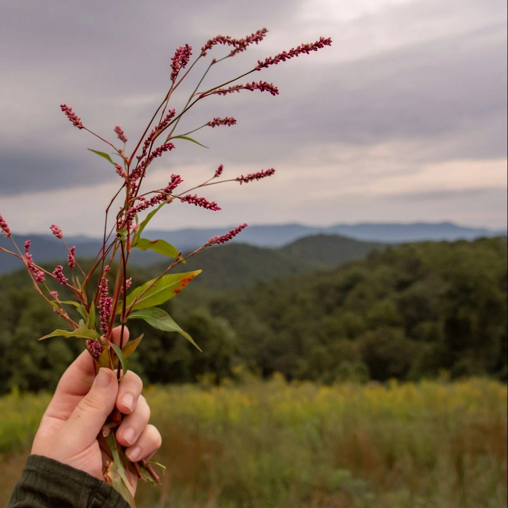 Cocktails, Folktales & Foraging with Sand River
