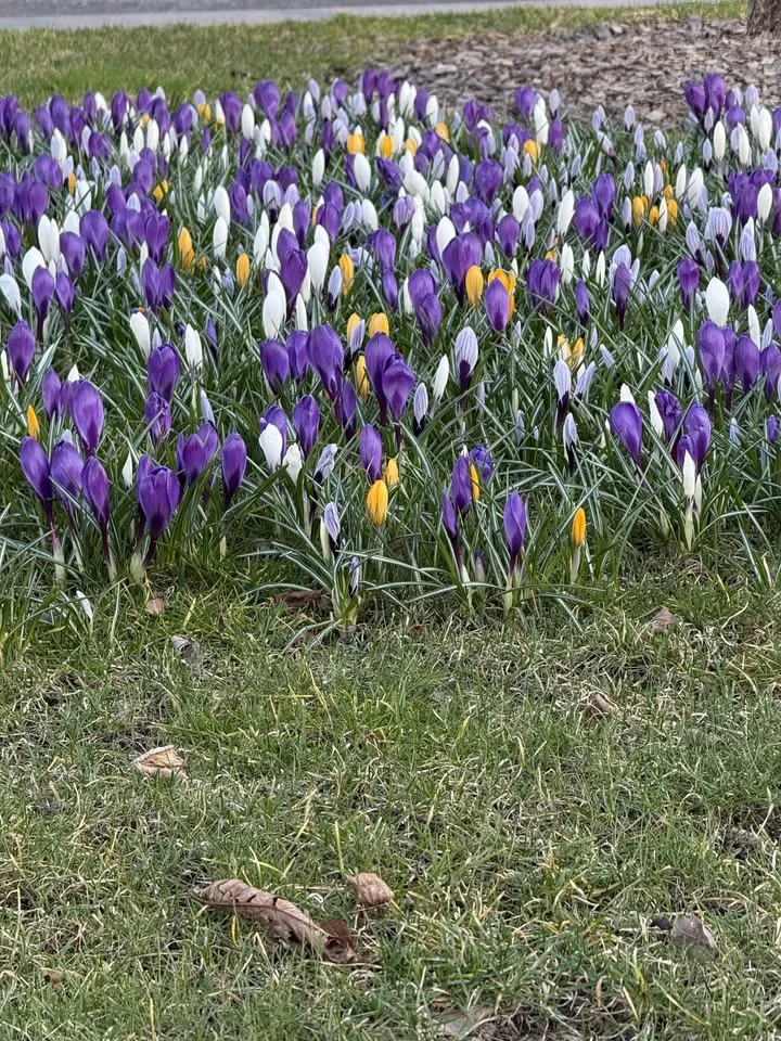 Vårstämma med Sörmlandscentern 🌷🍀