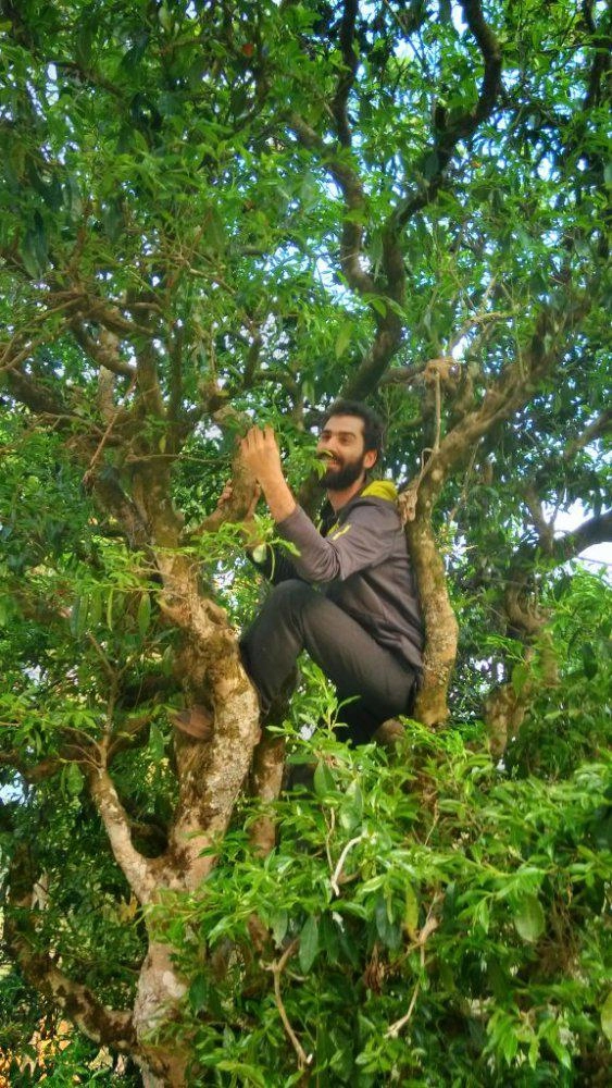 #51 Spring 2026 Harvest: Green Teas (绿茶) & Old-Growth Trees (古树) with Michal