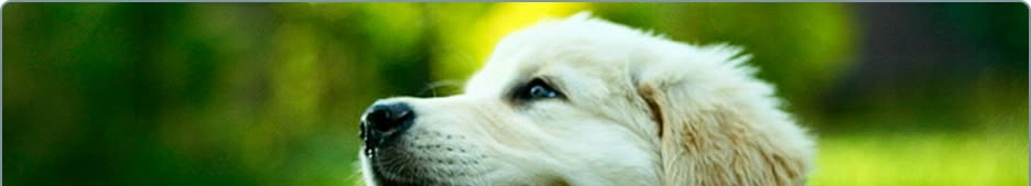 Ledarhundens dag 29:e april