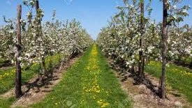 Blossoming Orchards of Haspengouw – Alken to Sint Truiden (27 km)