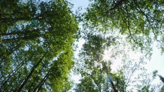 Forest Bathing