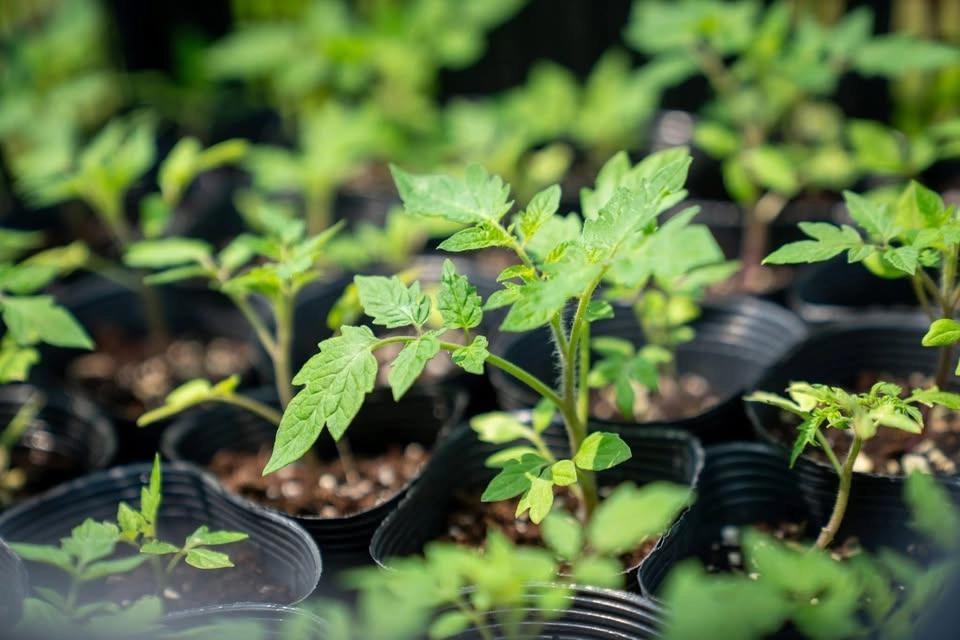π± FREE VEGETABLE PLANTS GIVEAWAY π±