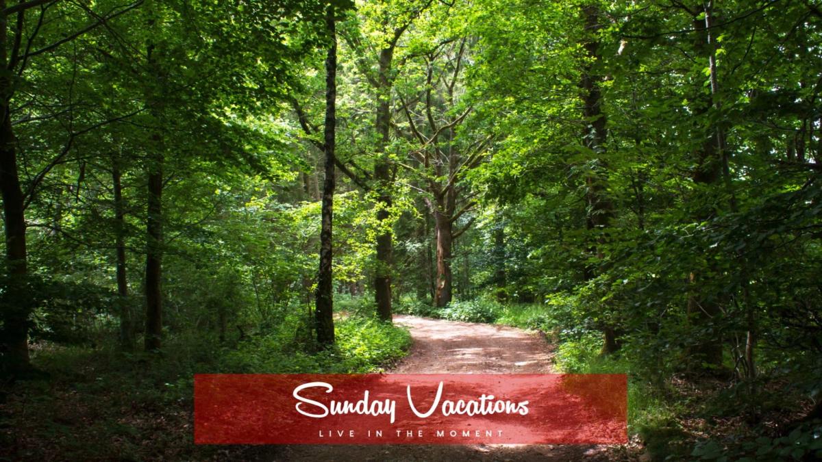🌇 Sunset Stroll: Tervuren Park to Rouge Cloître