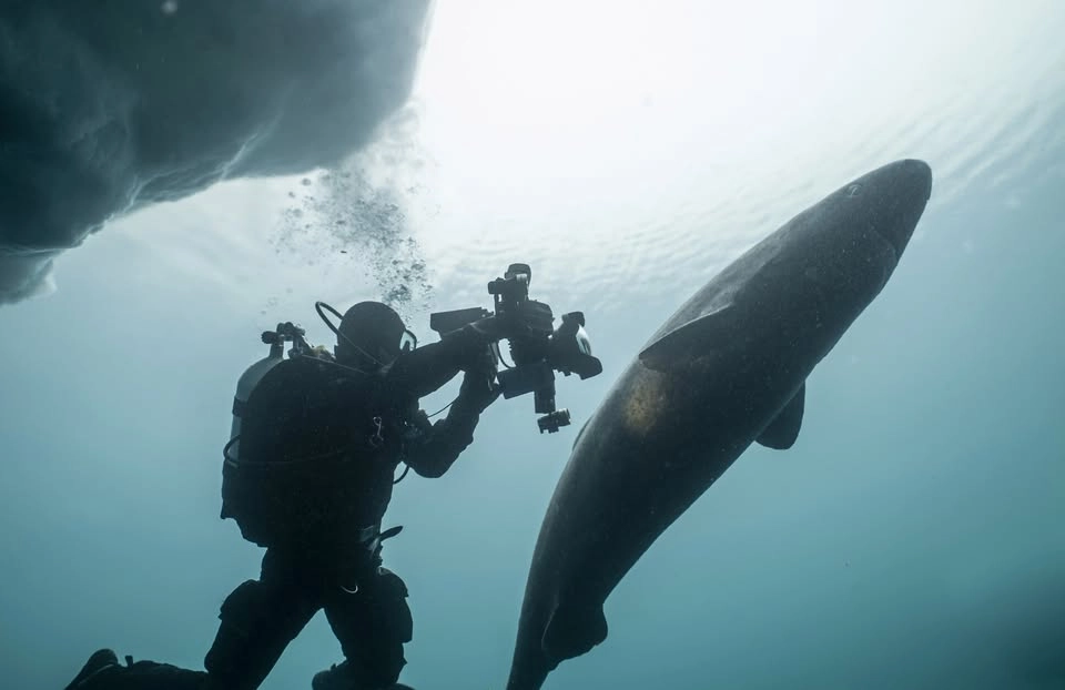 Visning i utställningen Sharks, Camera, Action!