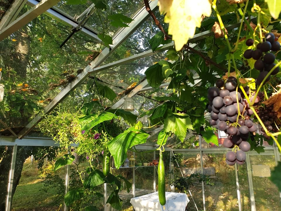 Leva dagar i Hälsoträdgården