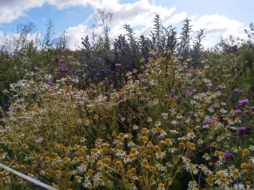 Blommor och bin vid Smedstad sandkulle