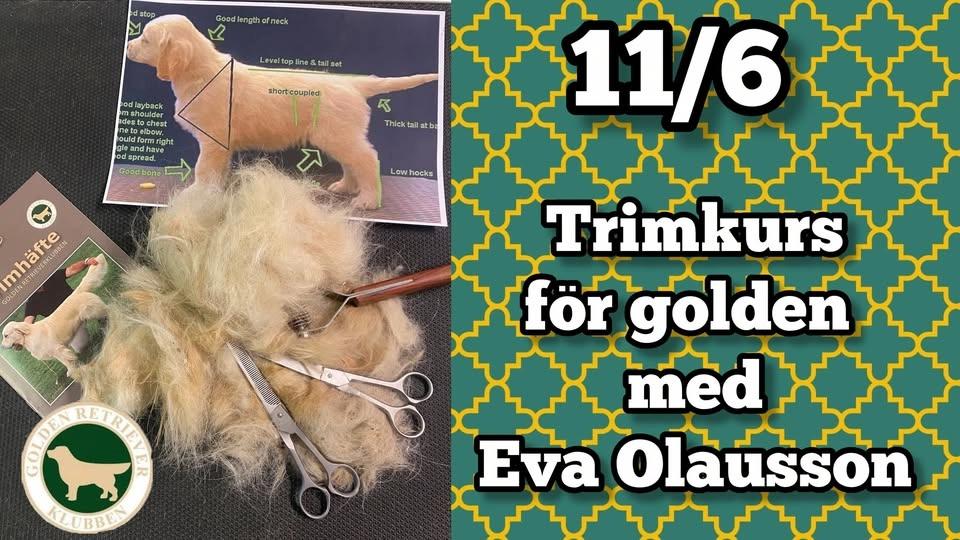 TRIMKURS FÖR GOLDEN RETRIEVER MED EVA OLAUSSON