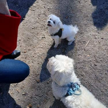 Malteser & småhundträff Söndag 19:e april kl 12-13