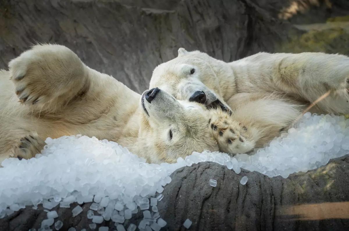 Zoo Praha pod ledem