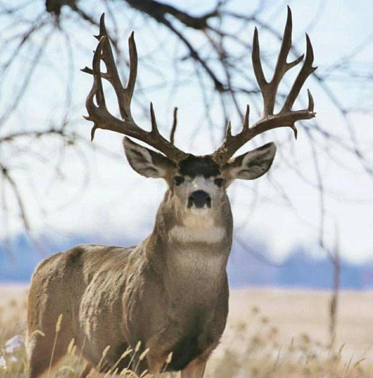 Lewis and Clark Chapter of the Mule Deer Foundation Annual Banquet