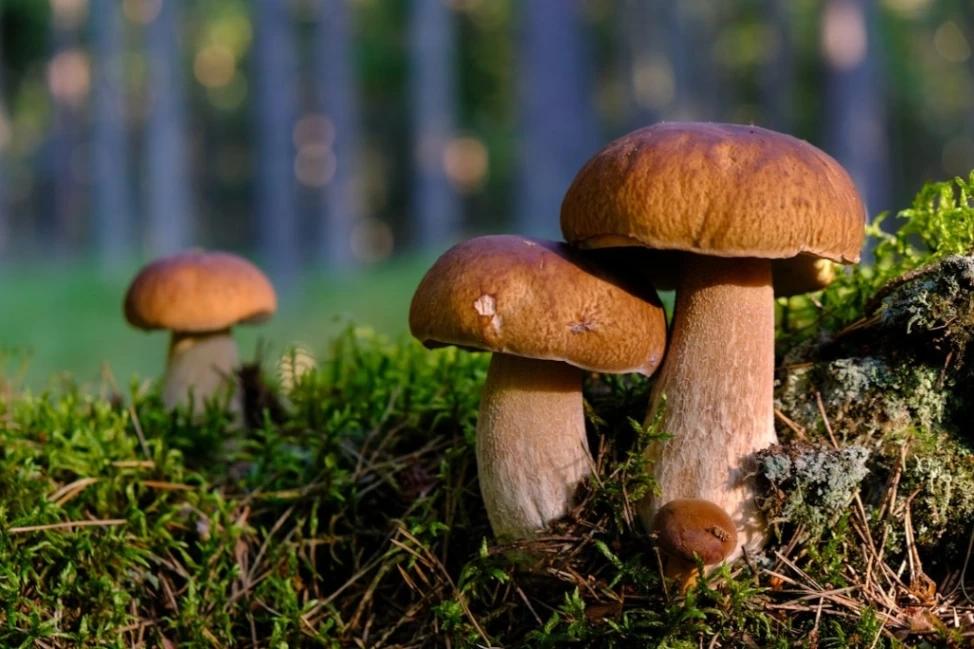 Svampvandring på Andersön