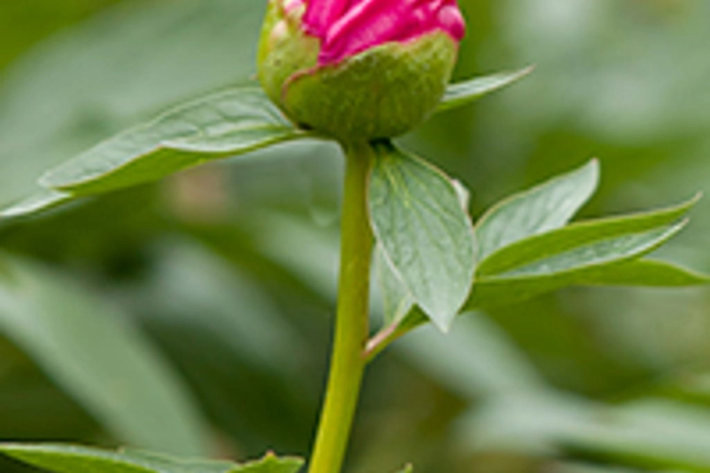 Frühlingsfest Späth’er Frühling