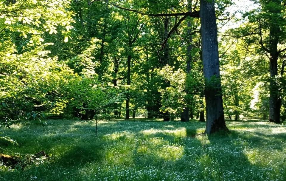 Waldbaden - der Wald als Kraftquelle für Körper und Geist
