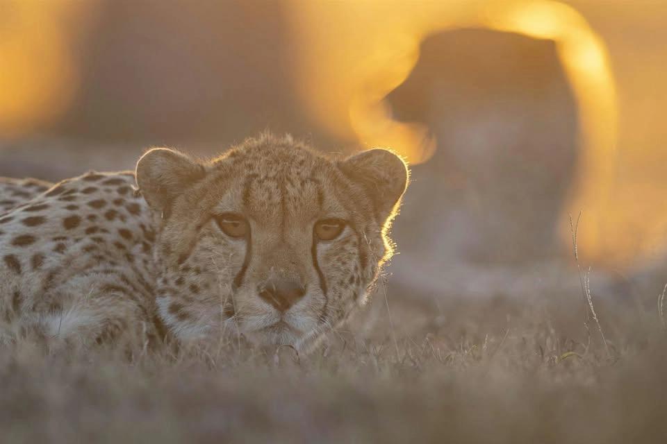 Endangered with Paul Goldstein and Kenya Wildlife Trust UK