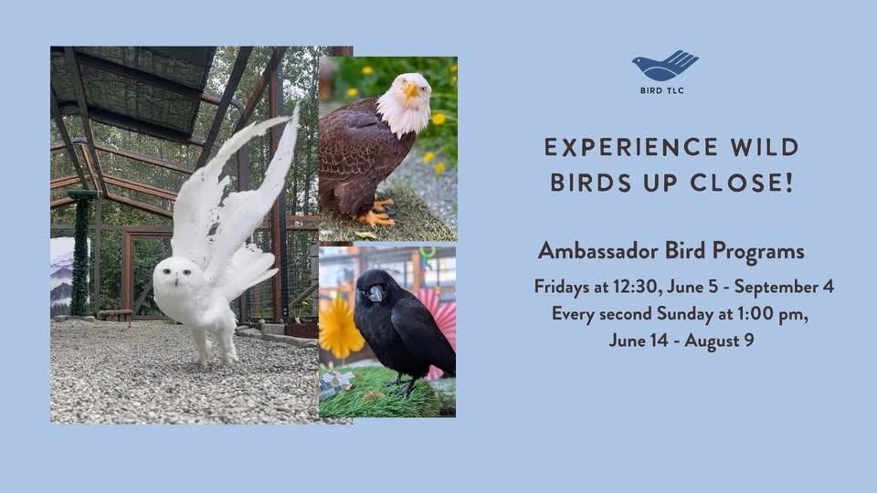 Ambassador Bird Programs: Experience Wild Birds Up Close!