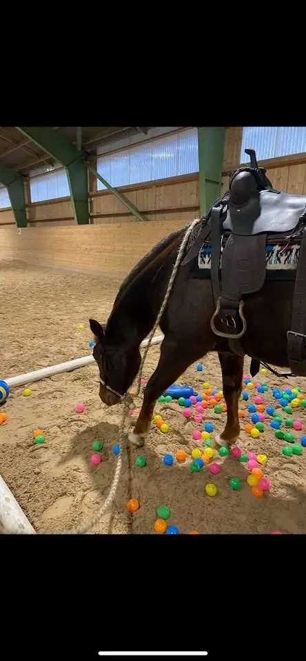 Miljöträning på Stall Ulvstorp