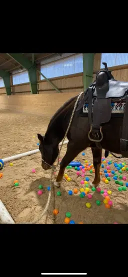 Miljöträning på Stall Ulvstorp