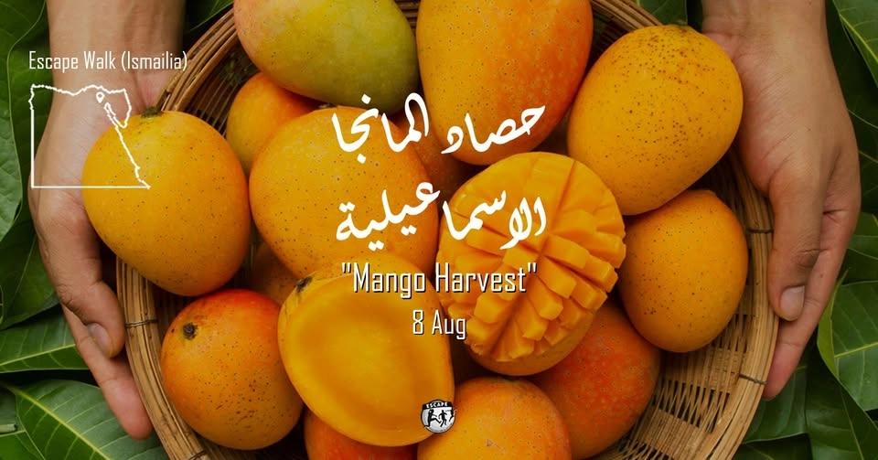 حصاد المانجا Escape Walk (Ismailia)