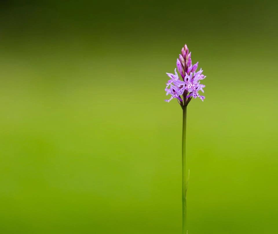 Orkidévandringar vid naturum Tåkern söndagar i juni