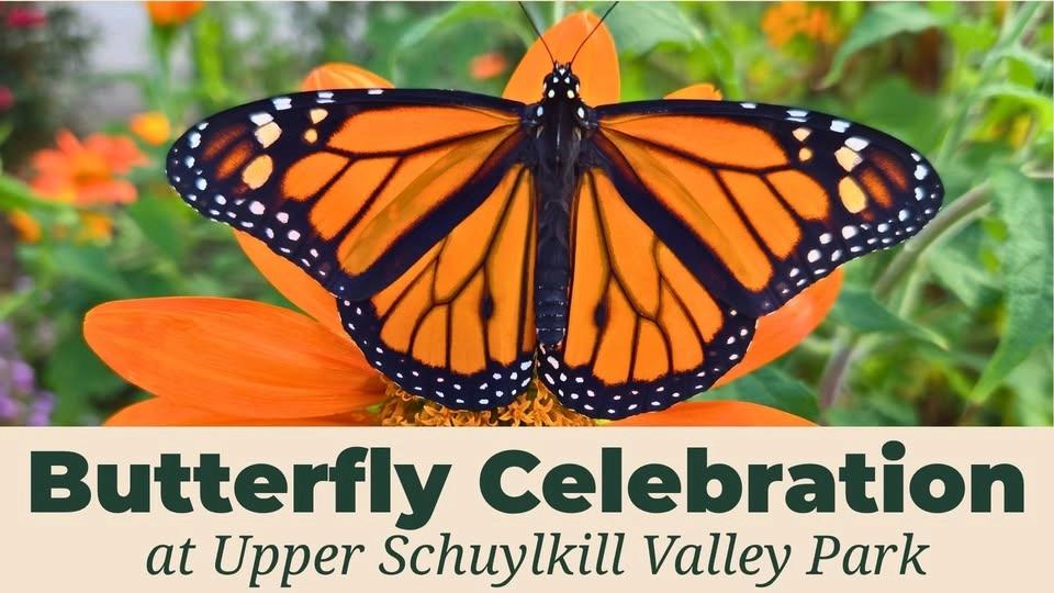 Butterfly Celebration