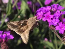 Nattfjärilarnas värld!