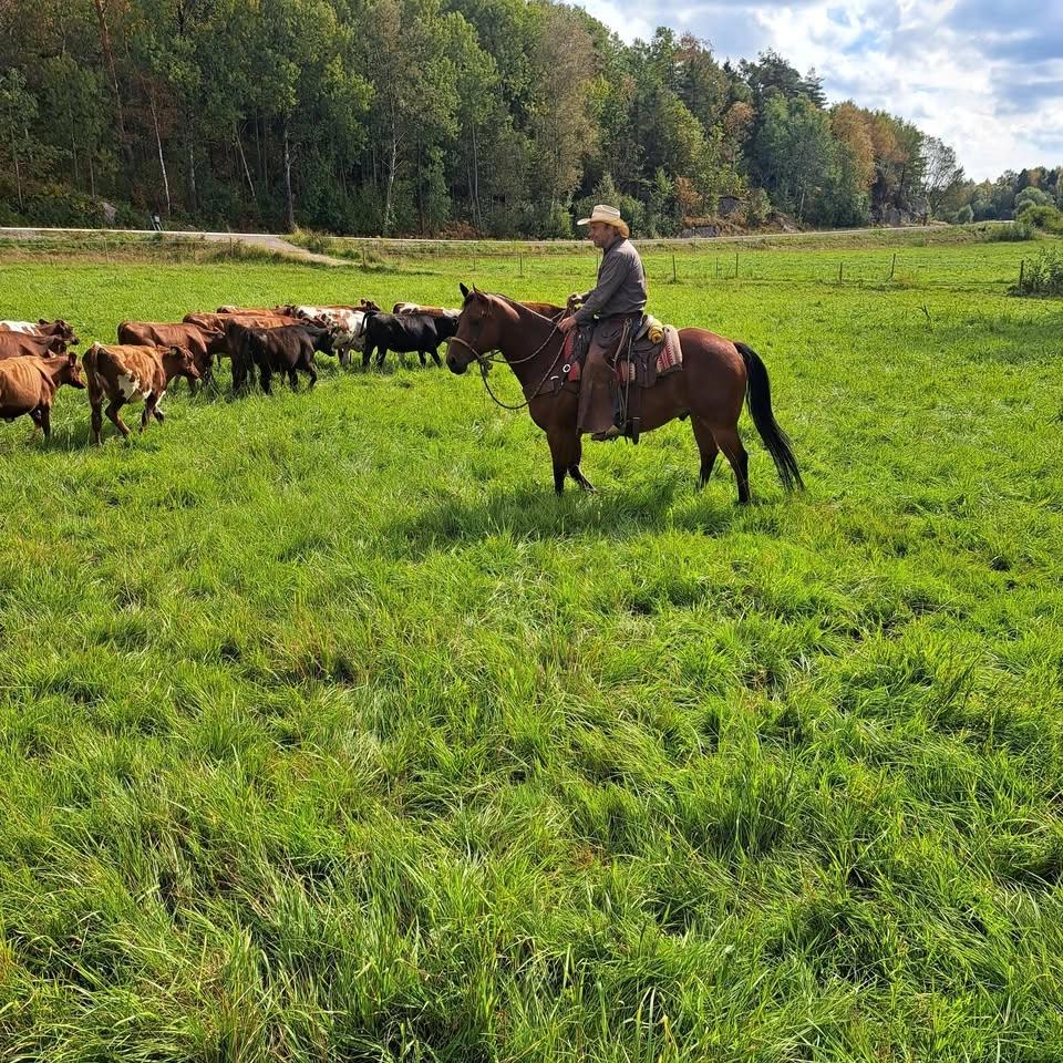 Cowboy cattle day