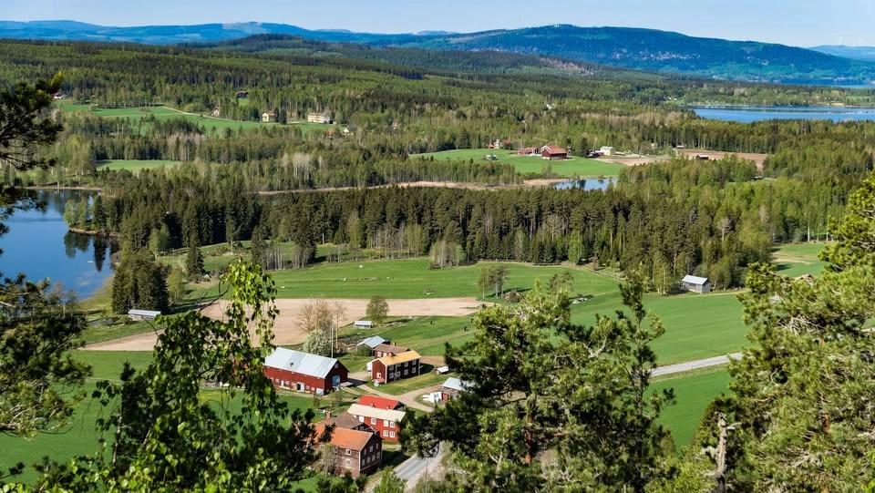Skogskväll Vedberg