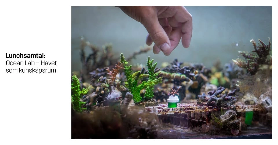 Lunchsamtal: Ocean Lab - Havet som kunskapsrum