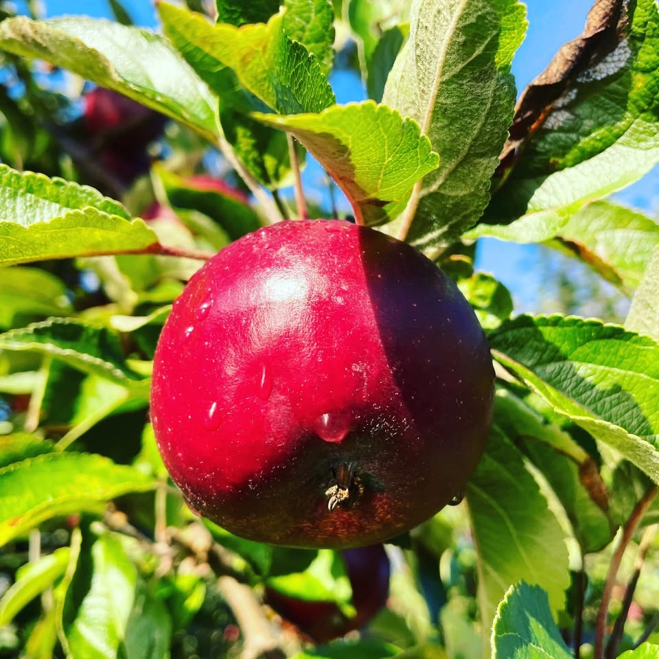 Träff för nya medlemmar