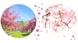 😍 CERiSiERS en FLEURS (HANAMi 2026) 🌸 & ARBORETUM 🌳 & PiCNiC CONViViAL 🍻🥗☀