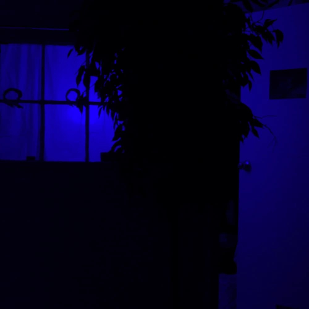 Immersive Exhibition: The Life and Deaths of a Falling Flower