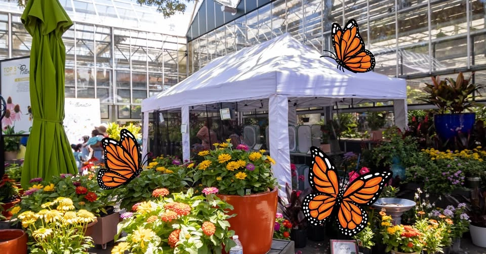 Monarch Butterfly Tent