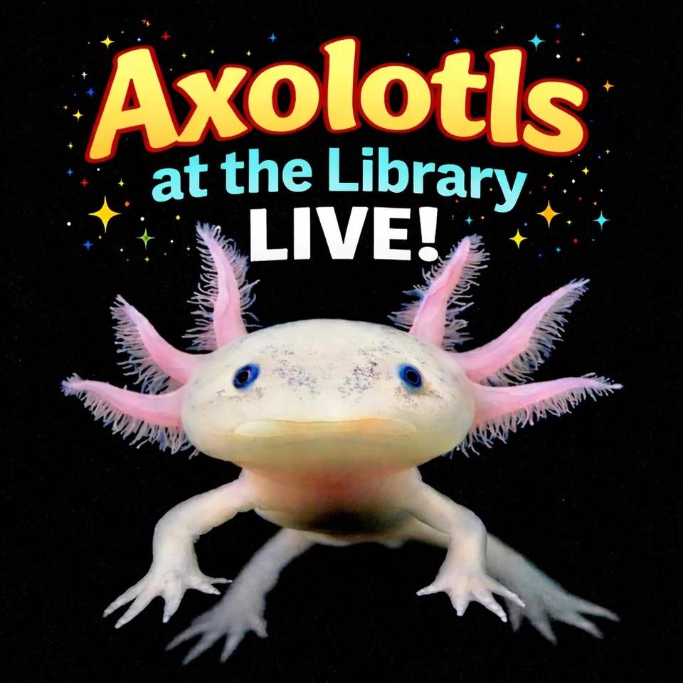 Axolotls at the Library Live!