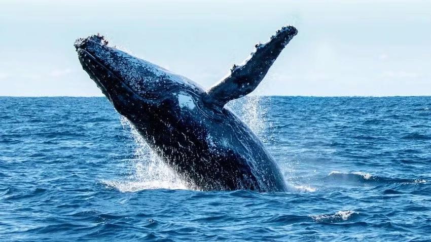 Whale-Watch-Walk! Manly-Shelly-Beach-North-Head-Fairfax-Lookout-13km!