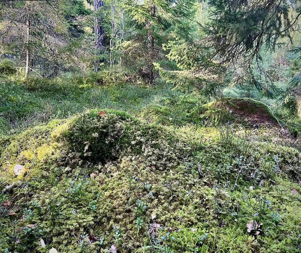 Vandring i nya naturreservatet Vindsjöbergen