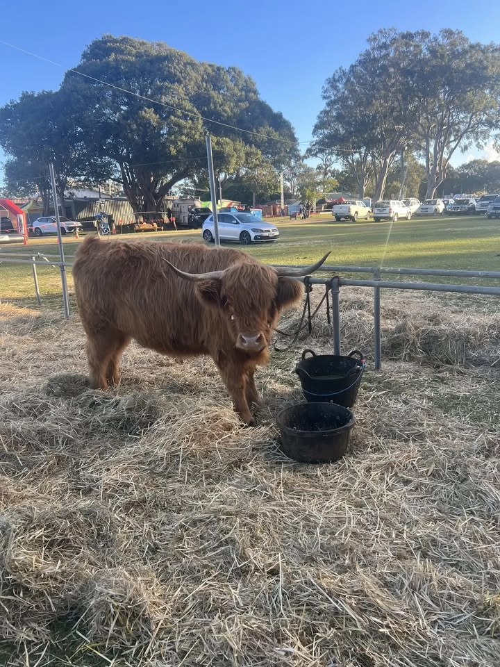 The Redcliffe Show 2026 đȘđĄđźđ