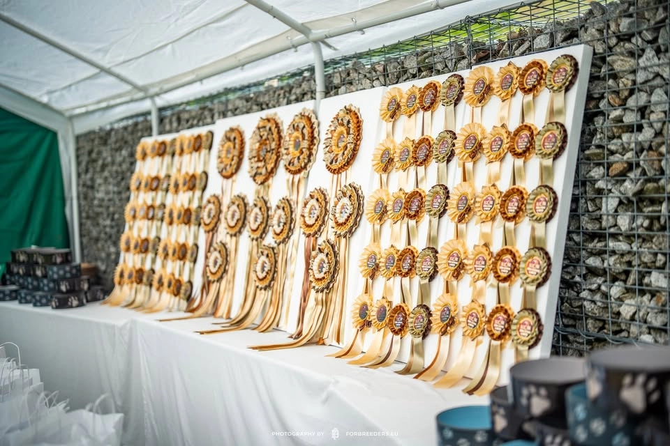 Klubová výstava KCHRR / Club show KCHRR - 16/5/2026