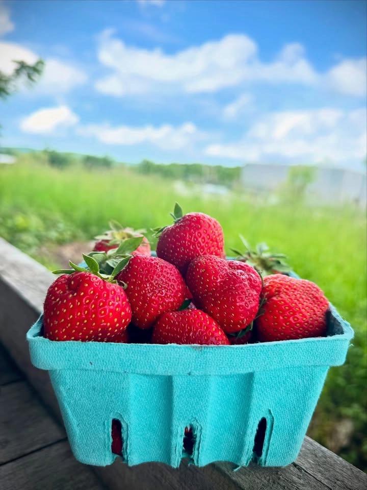 Strawberry Pick Your Own at Prospect Hill Orchards
