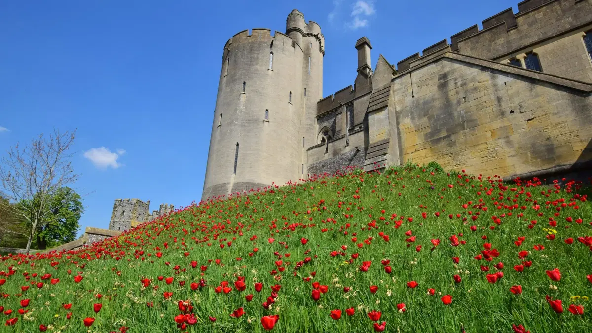 🌷 Фестиваль тюльпанов в Арунделе