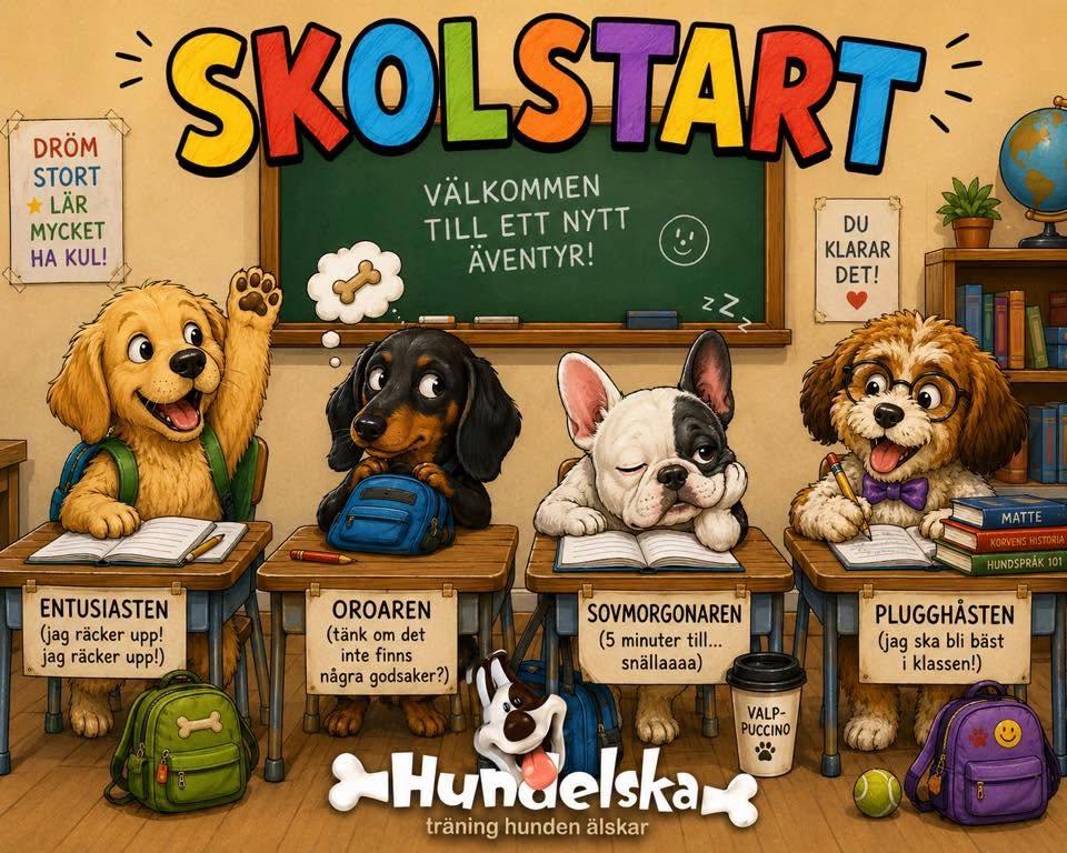 🐶 Bästa Valpen – bästa starten på ert liv tillsammans!